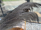 Dark Grey Pampas Grass Decor Tall,Black Natural Pampas Grass, Dried Pompas Floral, Elegant Feather Flowers for Wedding Decorations, Living Room Decor (Natural Grey, 8pcs 31.5"(80cm))