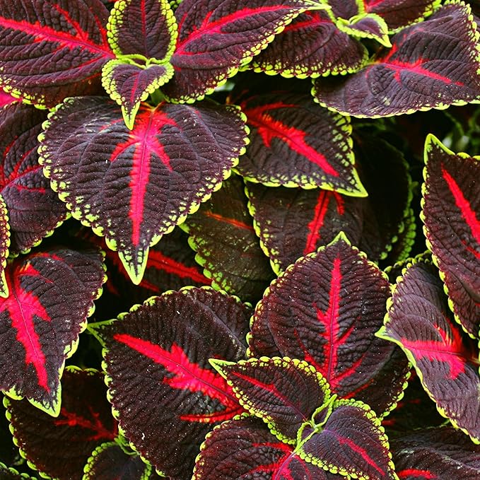 CarpetC 100+ Coleus Rainbow Seeds for Planting, Perennial Colorful Foliage Shade Plant, Plectranthus scutellarioides for Home Containers and Garden Borders