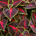 CarpetC 100+ Coleus Rainbow Seeds for Planting, Perennial Colorful Foliage Shade Plant, Plectranthus scutellarioides for Home Containers and Garden Borders