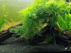 Aquatic Arts Java Moss (Large 25 Square Inch Portion) Freshwater Aquarium Plants | Java Moss Live Plant for Aquarium | Aquarium Plants Live | Pairs Well with Marimo Moss Balls in Planted Aquarium