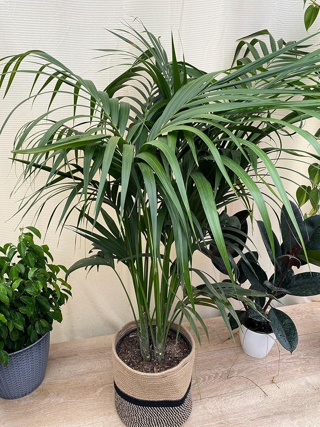 Kentia Palm Tree, Howea Forsteriana, Live Plant - Exotic and Rare Indoor/Outdoor Plant, Tropical Garden Plant, Low Maintenance, Air Purifying Plant (2gal Pot, 3-4ft)