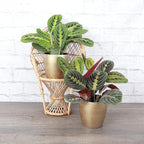 Thorsen's Greenhouse Prayer Plants Set of 2, Maranta leuconeura, Pet Safe, Low Light, Live Indoor Plants, 4" Diameter Plants, Classic Pots (Gold)