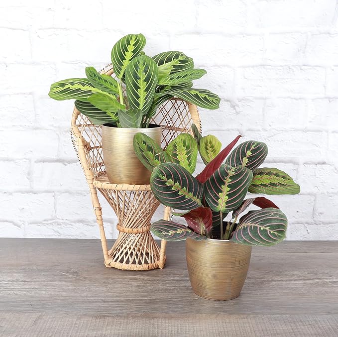 Thorsen's Greenhouse Prayer Plants Set of 2, Maranta leuconeura, Pet Safe, Low Light, Live Indoor Plants, 4" Diameter Plants, Classic Pots (Gold)