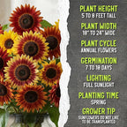 Seed Needs Sunflower Seeds to Plant Autumn Beauty Sunflowers (Mixture) - Heirloom & Open Pollinated Flower Seed to Plant an Outdoor Wildflower Butterfly Garden - Makes a Great Cut Flower (5 Packs)