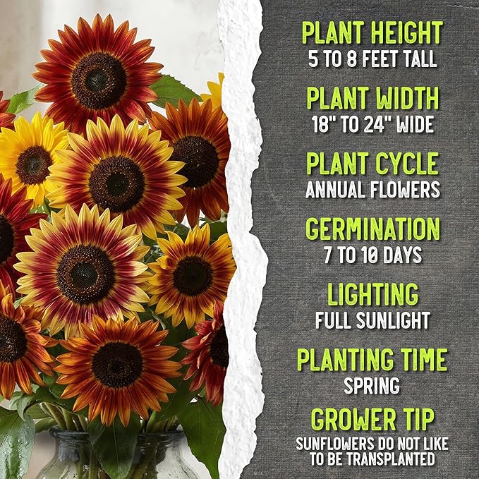 Seed Needs Sunflower Seeds to Plant Autumn Beauty Sunflowers (Mixture) - Heirloom & Open Pollinated Flower Seed to Plant an Outdoor Wildflower Butterfly Garden - Makes a Great Cut Flower (5 Packs)