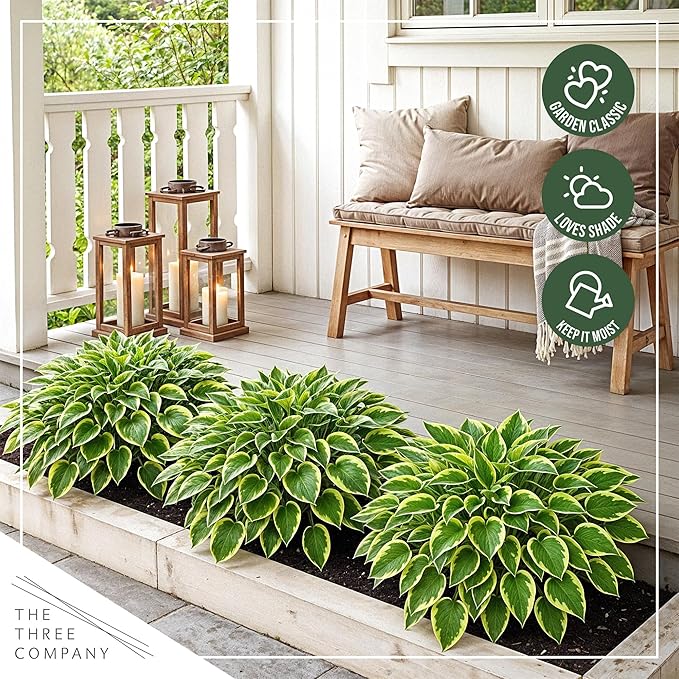 Live Perennial Hosta - Golden Tiara (3 Plants Per Pack) Beautiful Accent Plant, 10" Tall by 4" Wide in 1 Qt Pot