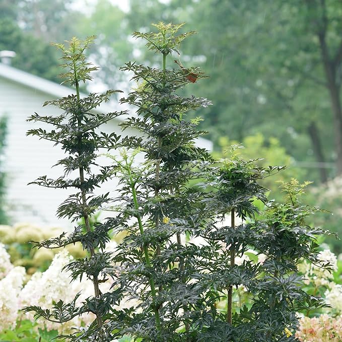 Proven Winners Laced Up Elderberry (Sambucus nigra) Live Plant, 4.5" Qt, 4 Pack