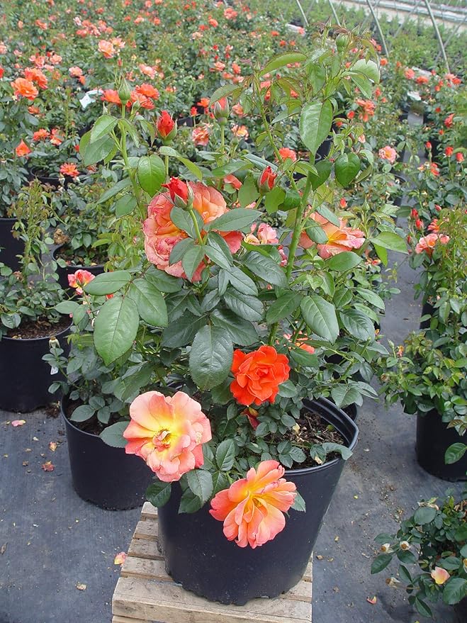 Rosa Livin' Easy (Rose) Rose, orange flowers, #3 - Size Container