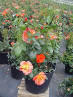 Rosa Livin' Easy (Rose) Rose, orange flowers, #3 - Size Container