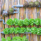 Seed Needs Lettuce Seeds Variety Pack for Planting a Collection of 8 Individual Varieties - Packets Includes Romaine, Iceberg, Oakleaf, Lollo Rosso and More