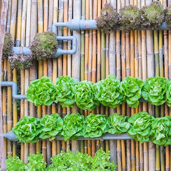 Seed Needs Lettuce Seeds Variety Pack for Planting a Collection of 8 Individual Varieties - Packets Includes Romaine, Iceberg, Oakleaf, Lollo Rosso and More