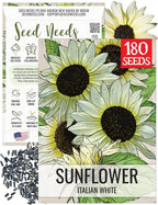 Seed Needs Sunflower Seeds for Planting Italian White Sunflowers - Heirloom & Open Pollinated Flower Seed to Plant Pale Yellow Flowering Plants in a Butterfly Garden (1 Pack)