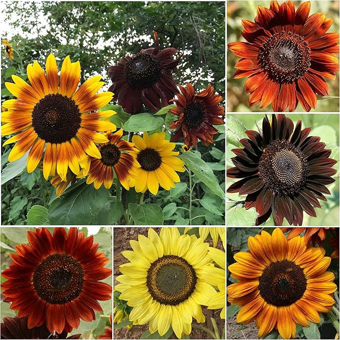Seed Needs Sunset Sunflower Seeds for Planting Mixed Sunflowers - Heirloom & Open Pollinated Flower Seed to Plant an Outdoor Annual Butterfly Garden (1 Pack)