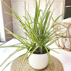 Dracaena Marginata Sunray, Air Purifying Easy Houseplant Decor in 6" White Pot, Dracaena Corn Stalk, Live Botanical Gift, Indoor Dragon Tree, Real Plants & Decorative Plants by Plants for Pets