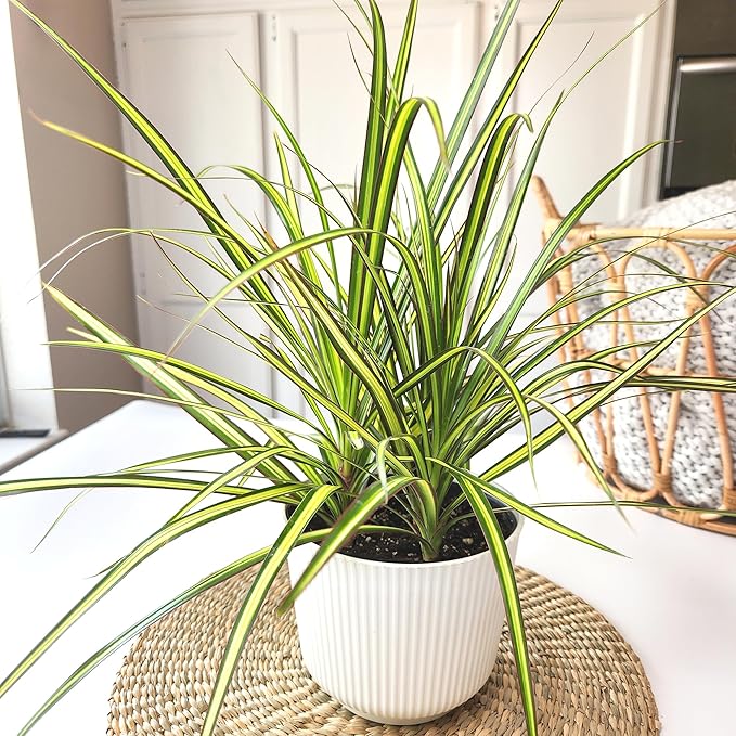 Dracaena Marginata Sunray, Air Purifying Easy Houseplant Decor in 6" White Pot, Dracaena Corn Stalk, Live Botanical Gift, Indoor Dragon Tree, Real Plants & Decorative Plants by Plants for Pets