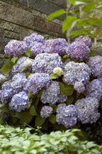 Endless Summer Collection - Hydrangea mac. Endless Summer The Original (Reblooming Hydrangea) Shrub, RB pink or blue, #2 - Size Container