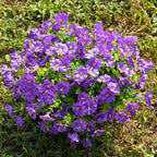 Fanfantoey Artificial Flowers for Outdoor, UV Resistant Fake Plants Outside Decoration, 14 Pcs Realistic Silk Morning Glory Faux Flowers for Porch Patio Gardens Home Decor(Purple)