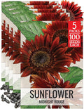 Seed Needs Sunflower Seeds for Planting Midnight Rouge Branching Sunflowers - Heirloom & Open Pollinated Flower Seed to Plant an Outdoor Wildflower Butterfly Garden (5 Packs)