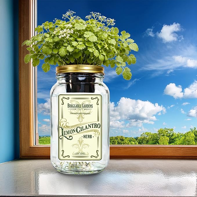Lemon Cilantro Indoor Herb Garden Kit – Mason Jar Hydroponic Grow Kit – Windowsill Countertop Herb Planter – Grow Fresh Cilantro Indoors