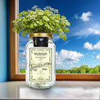 Lemon Cilantro Indoor Herb Garden Kit – Mason Jar Hydroponic Grow Kit – Windowsill Countertop Herb Planter – Grow Fresh Cilantro Indoors