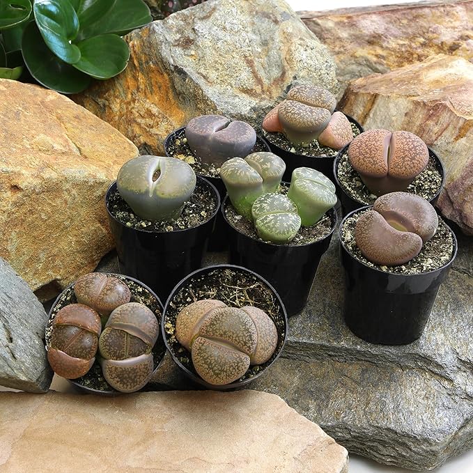 Plants for Pets Safe Non-Toxic Living Stones Succulents (8PK) XL Real Giant Lithops, Live Succulent Plants for Cats & Dogs, 2.5" Pots, Pet Friendly Houseplants, Unique Houseplant for Home or Office