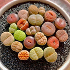 Lithops Succulent Plants Live – 0.6-0.8" 100 Pcs Rare Living Stones Mix, Succulents Bare Root Without Pot & Soil, Easy-Care Indoor Office Desk Decoration, Unique Plant Gifts for Succulent Lovers