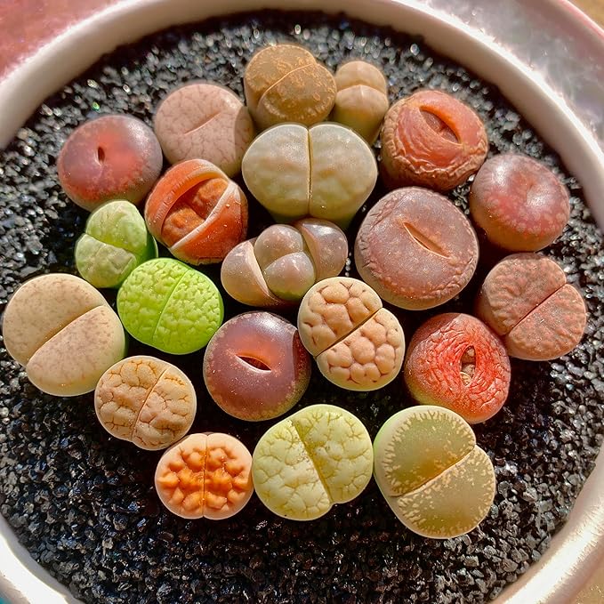Lithops Succulent Plants Live – 0.6-0.8" 50 Pcs Rare Living Stones Mix, Succulents Bare Root Without Pot & Soil, Easy-Care Indoor Office Desk Decoration, Unique Plant Gifts for Succulent Lovers