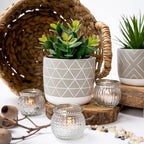 Kurrajong Farmhouse 8" high Artificial Plant in Pot - Small Faux Plant for Desk, Kitchen, Bathroom, Shelf & Coffee Table - Realistic Indoor Plant for Home Decor