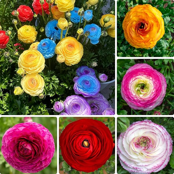 Mixed Ranunculus Bulbs for Planting, 3 PCS Ranunculus Buttercups, Rare Perennial Bulbs for Vibrant Garden Blooms, Borders Outdoor Heirloom Non-GMO