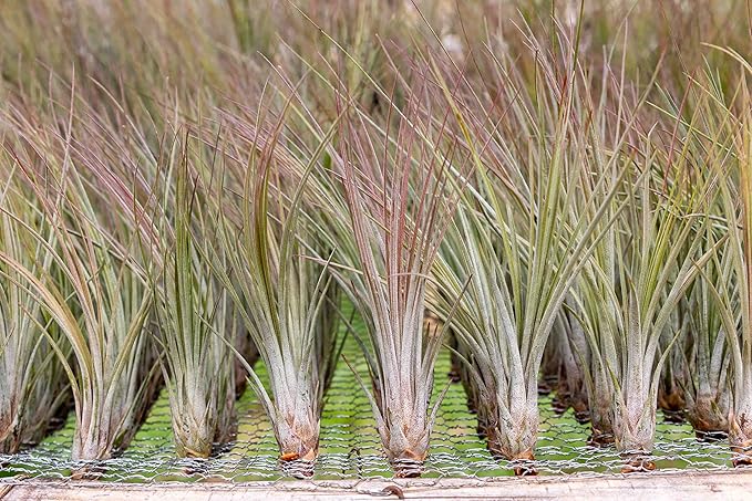 12 Pack of Large Juncea Air Plants 8 to 10 Inches - Live Succulent House Plants - Available in Wholesale and Bulk - Home and Garden Decor - Easy Care Indoor & Outdoor Air Plant