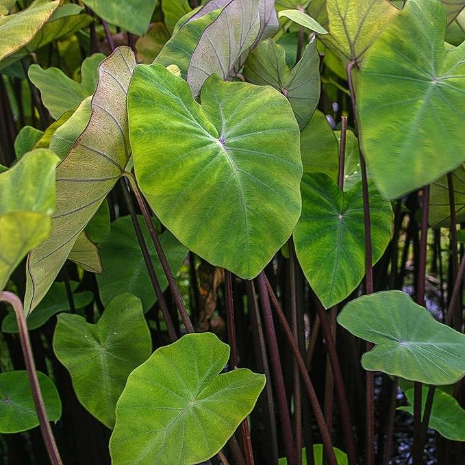 Chalily Violet Stemmed Taro, a Great Live Pond Plant for Your Water Garden. Filters The koi and Goldfish Pond. Good for Bogs, Plant Shelf or Shallow Water This marginal Aquatic is a Real Beauty
