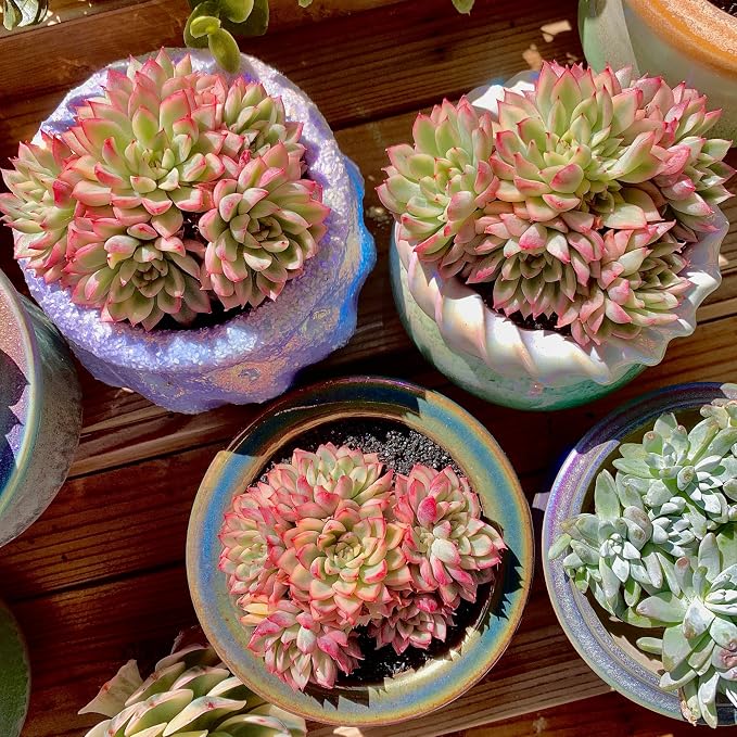 Live Succulent Echeveria Mebina Variegata,3.5 Inches Mini Succulents Plants Live,Bare Root Without Pot Soil,Clustered Live Plants,House Plants for Gift Party Wedding Garden Baby Shower DIY Decor