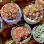Live Succulent Echeveria Mebina Variegata,3.5 Inches Mini Succulents Plants Live,Bare Root Without Pot Soil,Clustered Live Plants,House Plants for Gift Party Wedding Garden Baby Shower DIY Decor