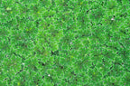 Azolla caroliniana Live Floating Pond Plant Huge Portion Mosquito Fern Water Velvet Fairy Moss Aquarium Outdoor Ponds Fast Growth Outcompetes Algae Fish Food filiculoides Live Aquarium Floating Plant