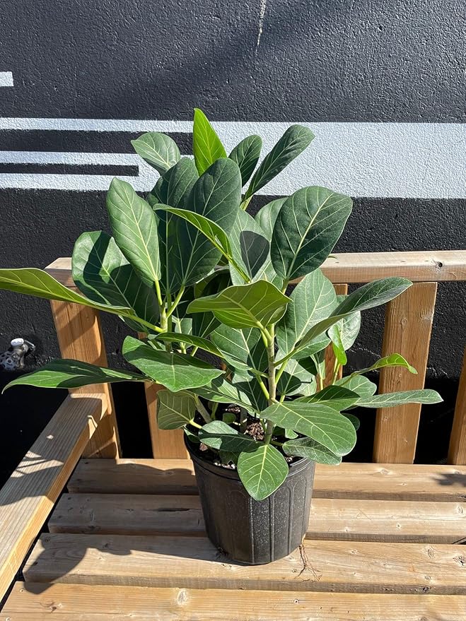 RedCrocus Fiddle Leaf Fig (Ficus lyrata) Indoor Plant, Large Green Foliage, Perfect for Living Rooms & Offices, Easy Care, Air Purifier, Container Friendly 10" Pot