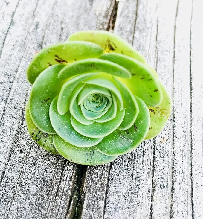 Two Greenovia Mix - Mountain Rose - Live Exotic Succulent Plant - Pack of 2 (Small)