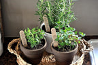 Doter Organic Potting Soil Mix 10qt for All Indoor & Outdoor Small Containers Including Herbs, Vegetables, and Flowers