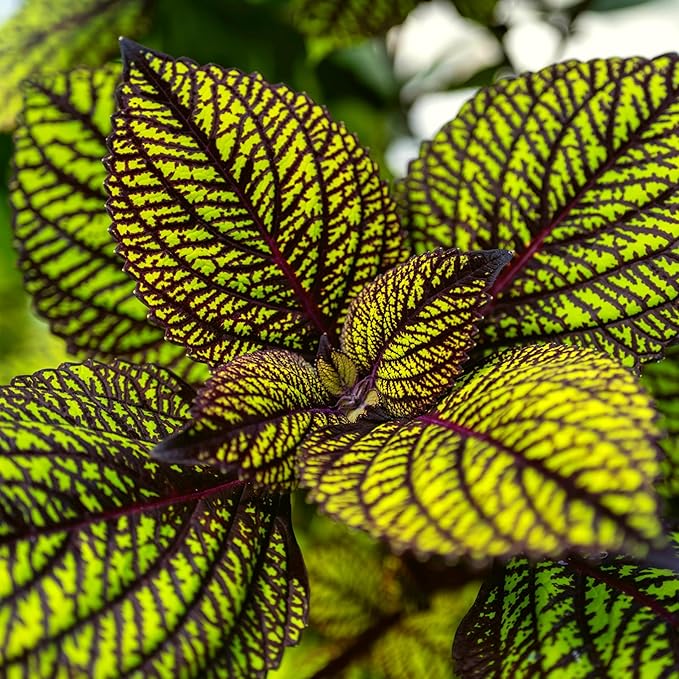 CarpetC 100+ Coleus Rainbow Seeds for Planting, Perennial Colorful Foliage Shade Plant, Plectranthus scutellarioides for Home Containers and Garden Borders