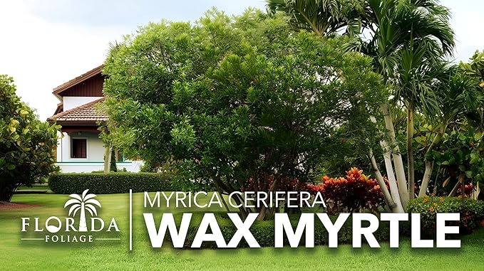Wax Myrtle | 50 Live Plants | Myrica Cerifera | Fast Growing Shrub, Privacy Screen, Evergreen Foliage, Ornamental, Drought Tolerant, Low Maintenance, Garden Landscape