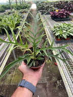 Philodendron Tortum Live Plant for Indoor | Different Houseplants in 4'' & 6'' Pot | Real House Plant for Living Room, Office, Desk & Bathroom | Tortum
