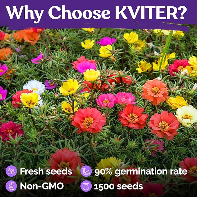 KVITER 15,000 Mix Moss Rose Seeds for Planting (Portulaca grandiflora) - Heirloom Flowering Ground Cover, Purslane Double Flower Portulaca Seed - Flower Seeds to Plant Outside, Beds, Baskets