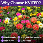 KVITER 15,000 Mix Moss Rose Seeds for Planting (Portulaca grandiflora) - Heirloom Flowering Ground Cover, Purslane Double Flower Portulaca Seed - Flower Seeds to Plant Outside, Beds, Baskets