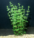 POND PLANT, CREEPING JENNY (3 live plants)