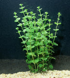 POND PLANT, CREEPING JENNY (3 live plants)