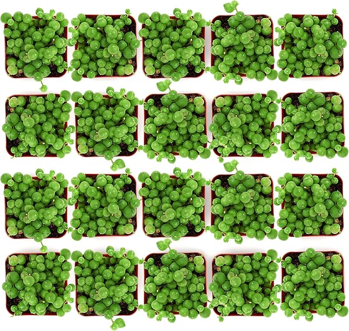 Shop Succulents String of Pearls Succulent Plant 2" Grow Pot Pack of 20