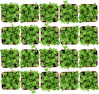 Shop Succulents String of Pearls Succulent Plant 2" Grow Pot Pack of 20
