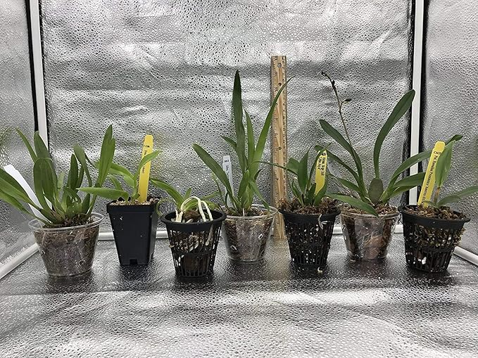 4 Live Orchid Plants to Choose (Cattleya, Oncidium, Vanda, Dendrobium, Phalaenopsis) (Vandas + Heat Pack)