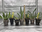 4 Live Orchid Plants to Choose (Cattleya, Oncidium, Vanda, Dendrobium, Phalaenopsis) (Vandas + Heat Pack)