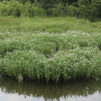 Chalily Water Willow, a Great Live Pond Plant for Your Water Garden. Filters The koi and Goldfish Pond. Good for Bogs, Plant Shelf or Shallow Water This marginal Aquatic is a Real Beauty