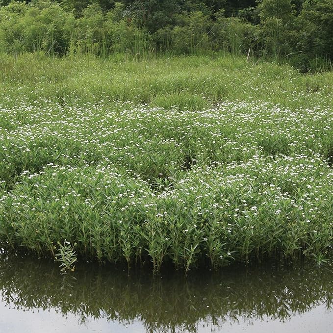 Chalily Water Willow, a Great Live Pond Plant for Your Water Garden. Filters The koi and Goldfish Pond. Good for Bogs, Plant Shelf or Shallow Water This marginal Aquatic is a Real Beauty